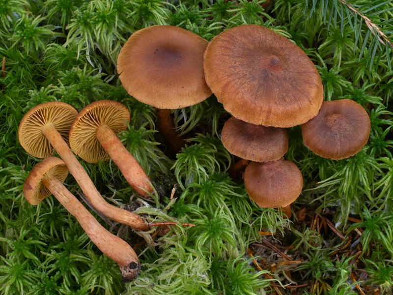 Cortinarius croceoconus
